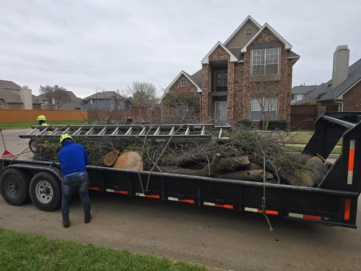 Expert Tree Removal with proper safety equipment in Novelty